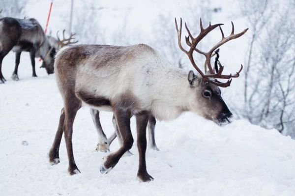 Brown Eyeballs of Reindeers turn Blue in Winter