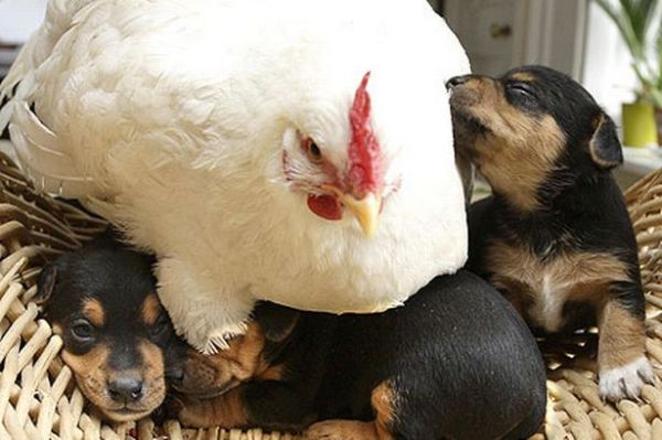 Chicken and Puppies