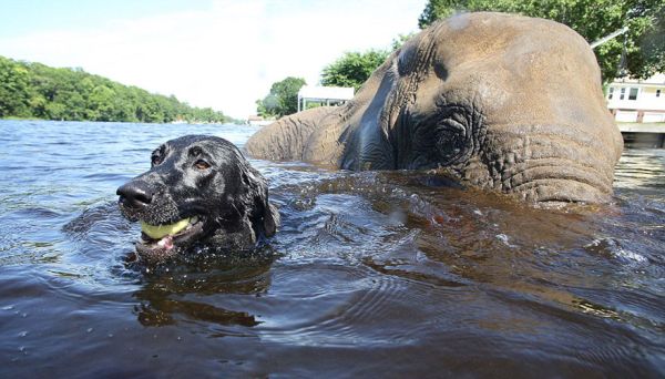 Elephant and Labrador