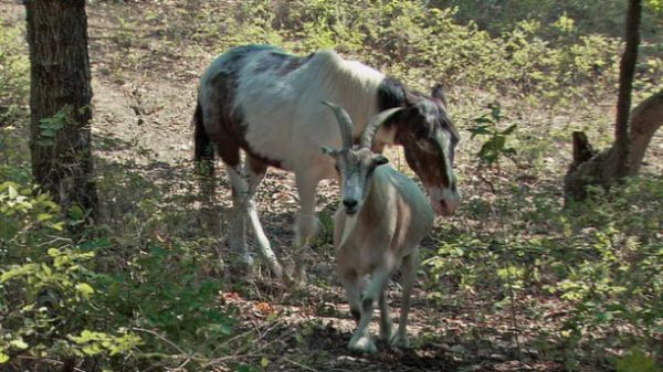 Goat Jack   and Horse  Charlie