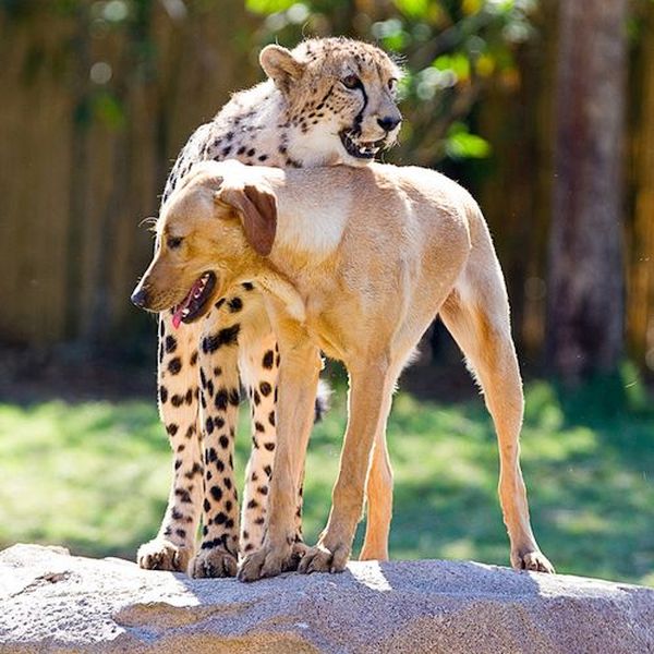 Kasi (cheetah) and Mtani (golden retriever)